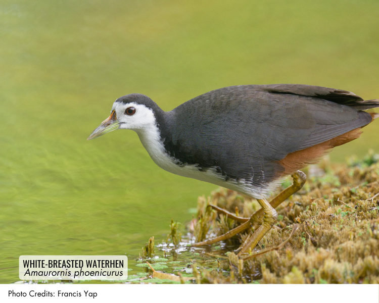 White-breasted Waterhen (Amaurornis phoenicurus)
